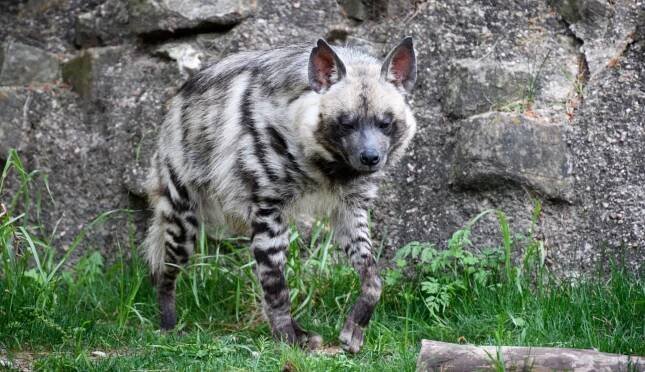 Hyena za pět set korun, plyšáci za miliony. Jak funguje byznys českých zoo?