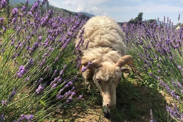 Z levandule dělají v Raspenavě želé, sirupy i masážní oleje. S pletím záhonů pomáhají ovečky