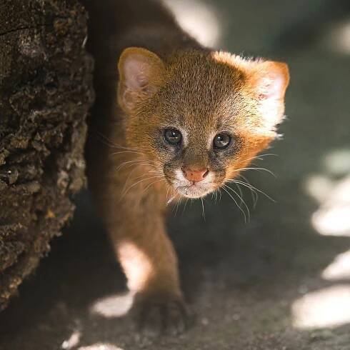 Zoo Praha poprvé v historii ukazuje vzácná dvojčata mláďat jaguarundi