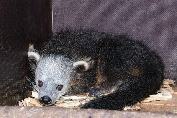 Nové mládě v Zoo Olomouc: Medvědokočka binturong poprvé ukázala potomka