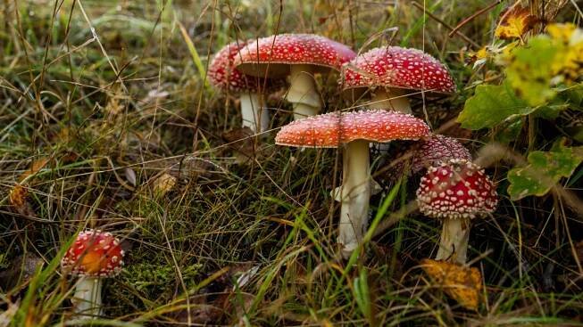 Houbařův zen: udržitelné sbírání a bezpečné kuchyňské čáry