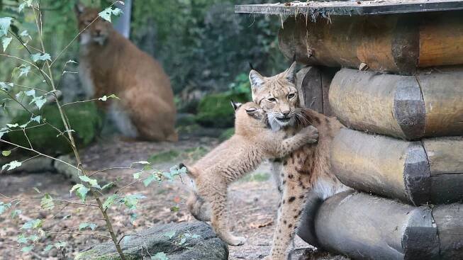 Mládě rysa v Zoo Děčín: Čekali na něj pět let