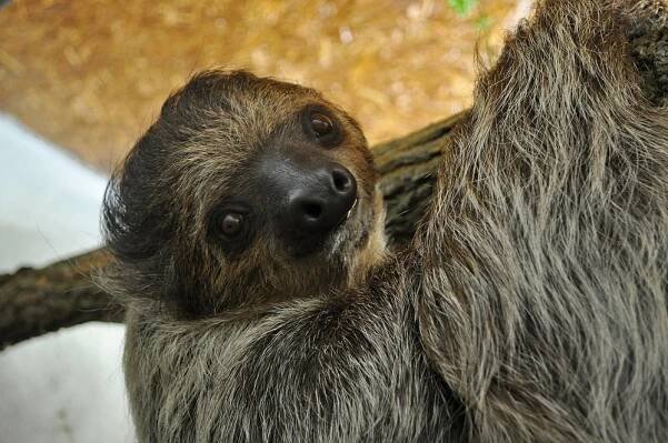 Nový roztomilý lenochod: Zoo Děčín ho chová poprvé v historii