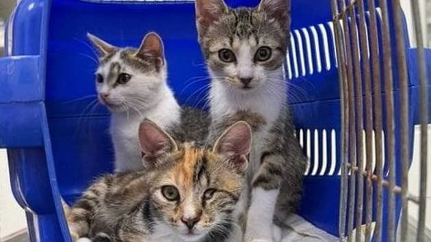 Kastrace znamená naději: mělnický útulek DogPlanet pořádá sbírku na pomoc kočkám