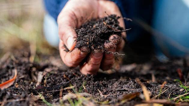 Zelené hnojení: Farmářský trik, který za vás připraví záhony na příští rok