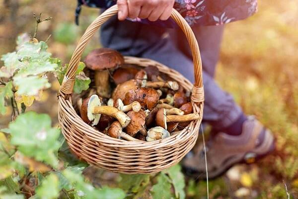Víte, co patří do košíku? Otestujte si, jak se vyznáte v houbách