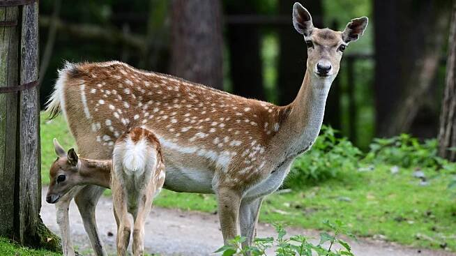 Olomoucká zoo má mláďata vzácných daňků mezopotámských. Zdejší chovné stádo je jediné v Česku