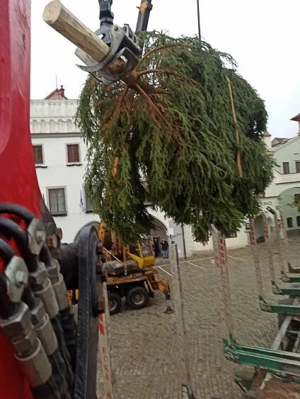 Smrk ztepilý bude ozdobou vánočního Krumlova. Na místo dorazil z plantáže