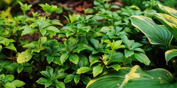 Pachysandra, tlustonitník (Pachysandra terminalis)
