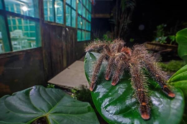 Genus / Avicularia
