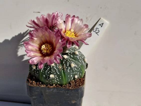 Astrophytum asterias cv. Pink Flower A52