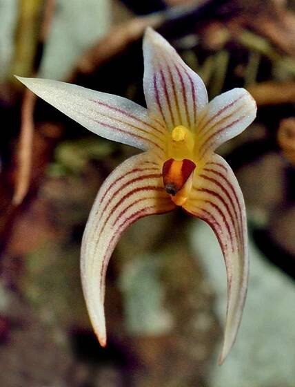Bulbophyllum