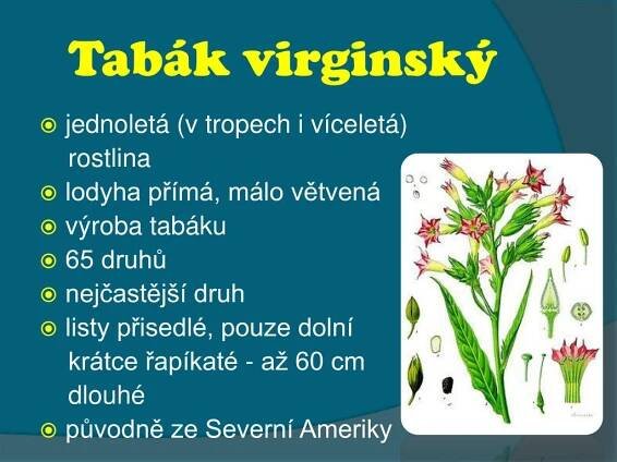 PPT - Lilkovité PowerPoint Presentation, free download - ID:2173391