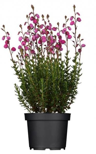 Landgard Dabécie kantabrijská (Daboecia cantabrica) růžová cca 20-30cm, pr. 12cm nakoupit u OBI