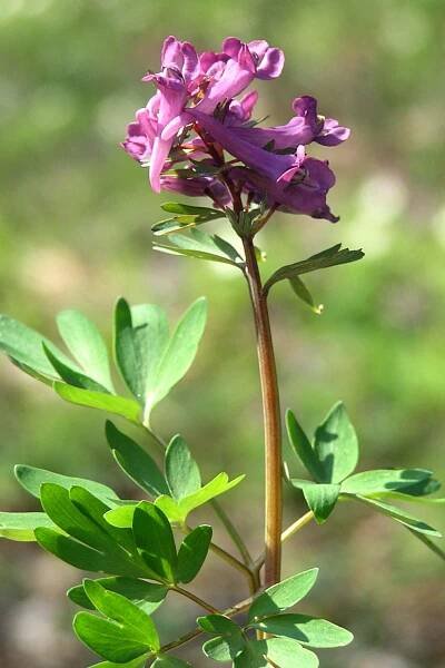 Dymnivka dutá (Corydalis cava)