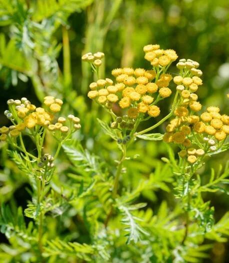 Kopretina vratič - Vratič obecný - Tanacetum vulgare - semena - 0,4 g