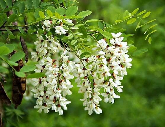 Robinia