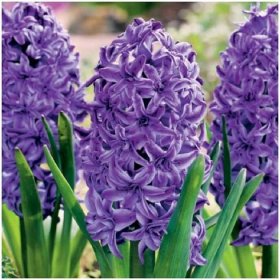 Hyacint Lili Purple – Hyacinthus – hyacinty – pěstování