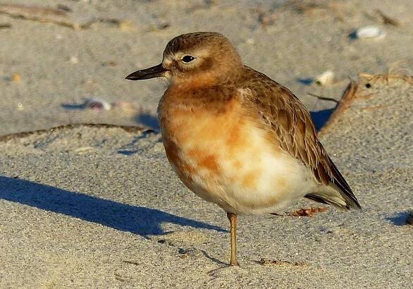 Divoká zvěř, pták, zvíře, příroda, Sandpiper, shorebird, zobák