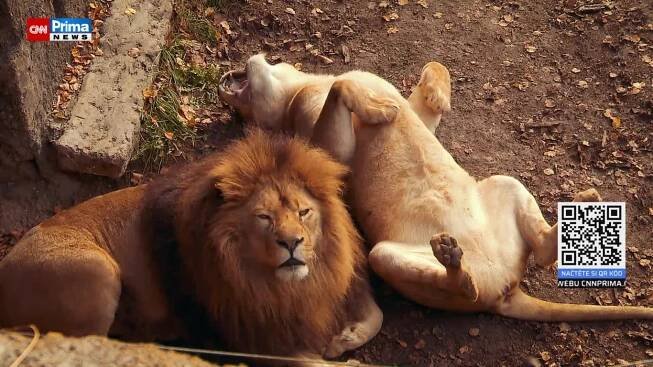 Zoo Plasy