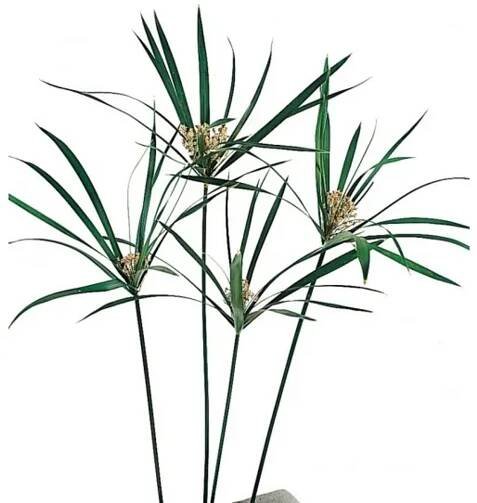 Papyrus 40 - 60 cm od 490 Kč - Heureka.cz