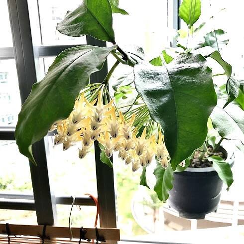 Plant FOLKS, Author at Plant Folks
