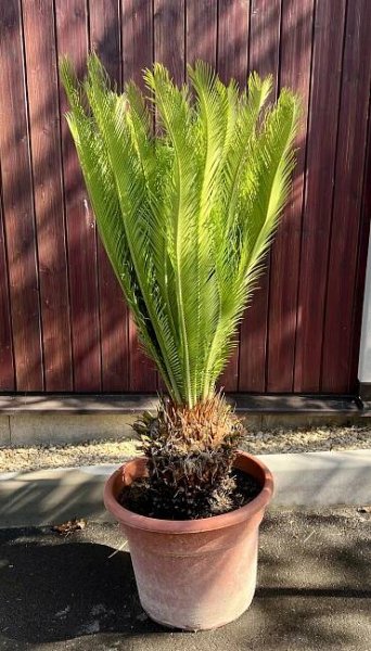Okrasná exotika | Cycas revoluta-4, cca 100 cm | Exotická zahrada Přibice