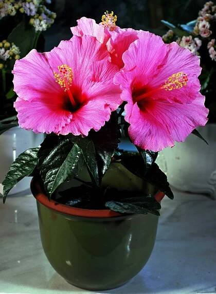 Hibiskus. En nästan förlorad klassiker. - Växter för en ny tid. En e-bok av Tord Hubert.