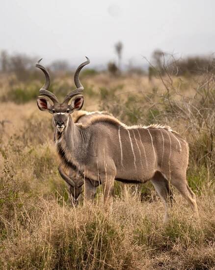 Kruger Nationalpark: ALLES was du wissen musst