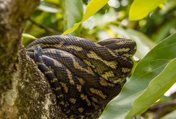 volně žijící zvířata, exotické, python, had, kůže, barevné, příroda, plaz, zvíře