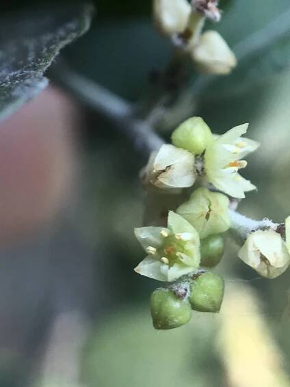 Sageretia thea – eFlora of India