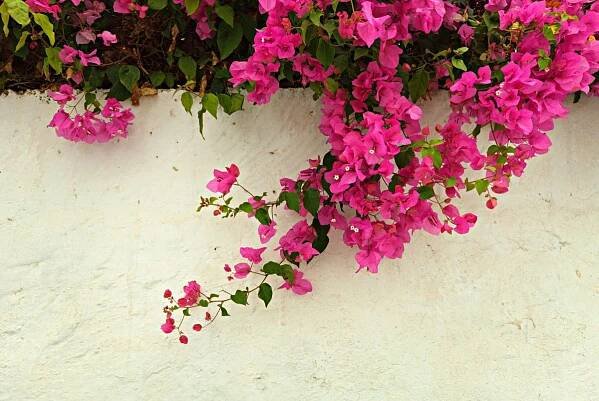 Bugenvilea (Zdroj: Shutterstock)