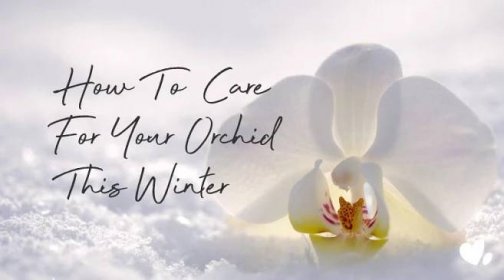 Tips For How To Care For Your Orchid This Winter