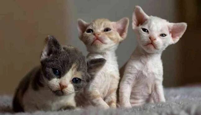 Koťátka Devon Rex - bazar - Hyperinzerce.cz
