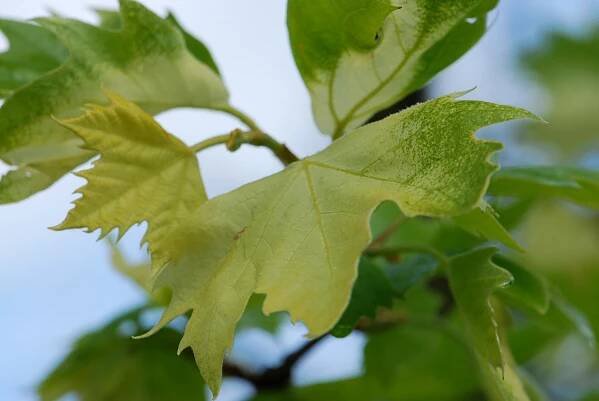 Platanus x hispanica (acerifolia) 'Suttneri' - platan javorolistý - list detail 