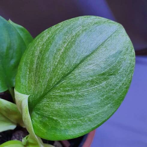 Scindapsus silver splash | Happy Plant Nursery