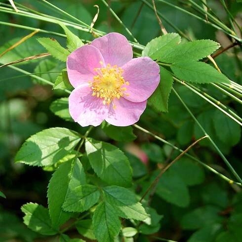 Woody Plants: Simple Key: Go Botany