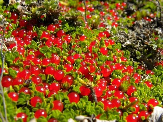 Cuidados de la planta Nertera