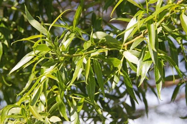 Salix fragilis 'Bullata' | vrba křehká 'Bullata' - Van den Berk školky