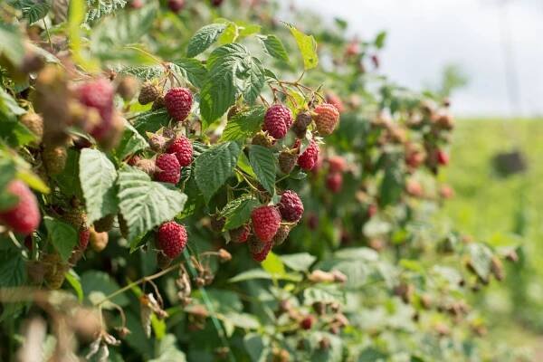Ripe red raspberries on plant
