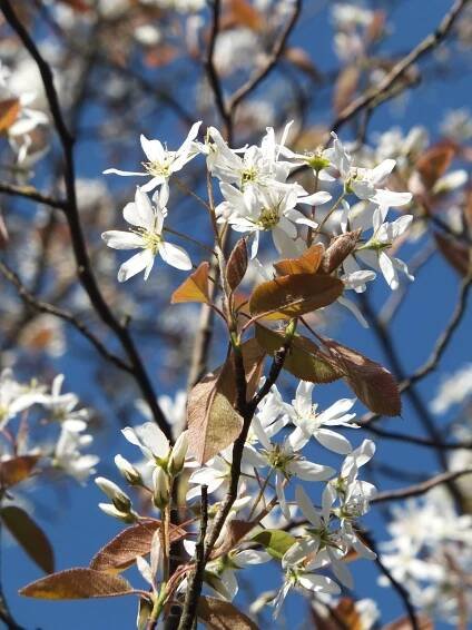 muchovník Lamarckův lat. Amelanchier lamarckii - Ráj flory