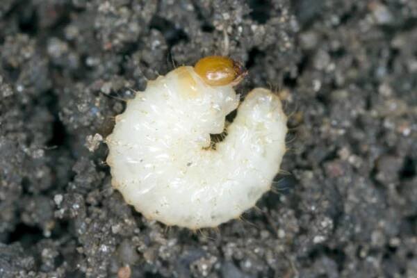 larva otiorhynchus (někdy otiorrhynchus) curculionidae odstraněna z půdy. mnoho z nich, např. černý weevil (o. sulcatus) nebo jahodový kořenový weevil (o. ovatus), jsou důležitými škůdci. - nosatec - stock snímky, obrázky a fotky