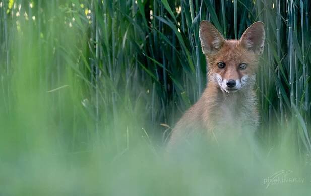 Rotfuchs (Vulpes vulpes). © S. Rösner | pixeldiversity