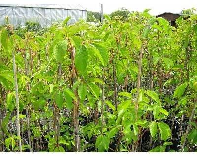 Přísavník pětilistý, loubinec - Parthenocissus quinquefolia Kontejner o objemu 10 litrů velikost 175-200 cm