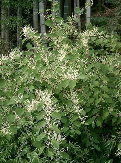 Soubor:Reynoutria japonica3.jpg – Wikipedie