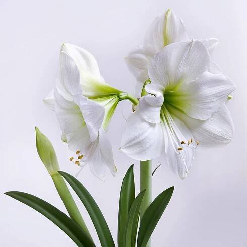 Hvězdník Mont Blanc - Hippeastrum - cibuloviny - 1 ks