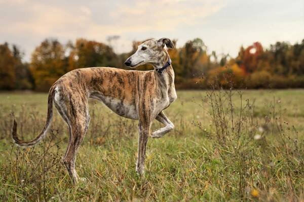 Los diferentes tipos de galgo que existen en el mundo