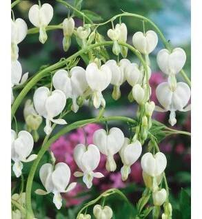 Srdcovka nádherná 'Spectabilis Alba' 1 ks