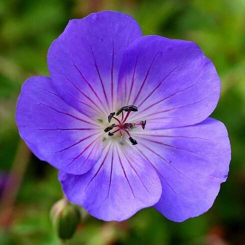 Geranium Rozanne at Waitrose Garden