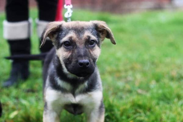 PÁJA z Jimlína - ADOPTOVANÁ - Home4Pets